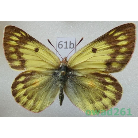 Colias ladakensis C. Felder, 1865 China61b